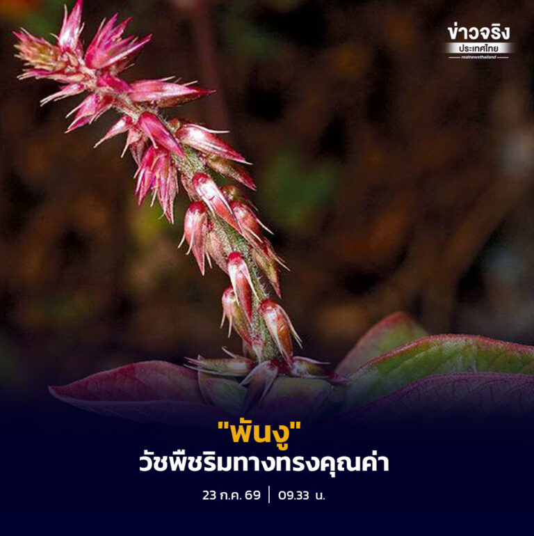 “พันงู” วัชพืชริมทางทรงคุณค่า อุดมด้วยสรรพคุณสมุนไพรและเอกลักษณ์ทางพฤกษศาสตร์