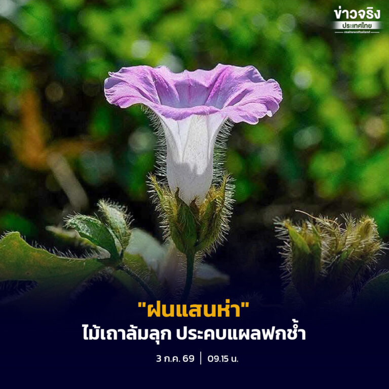 “ฝนแสนห่า” ไม้เถาล้มลุก ใบใช้ประคบแผลฟกช้ำ