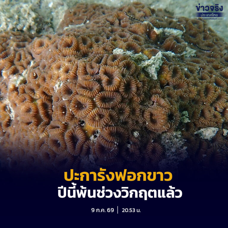 สถานการณ์ปะการังฟอกขาวปีนี้ พ้นช่วงวิกฤตแล้ว ยกเว้นปะการังน้ำตื้น ชุมพร กระบี่ ตรัง สตูล ต้องจับตาดูใกล้ชิด