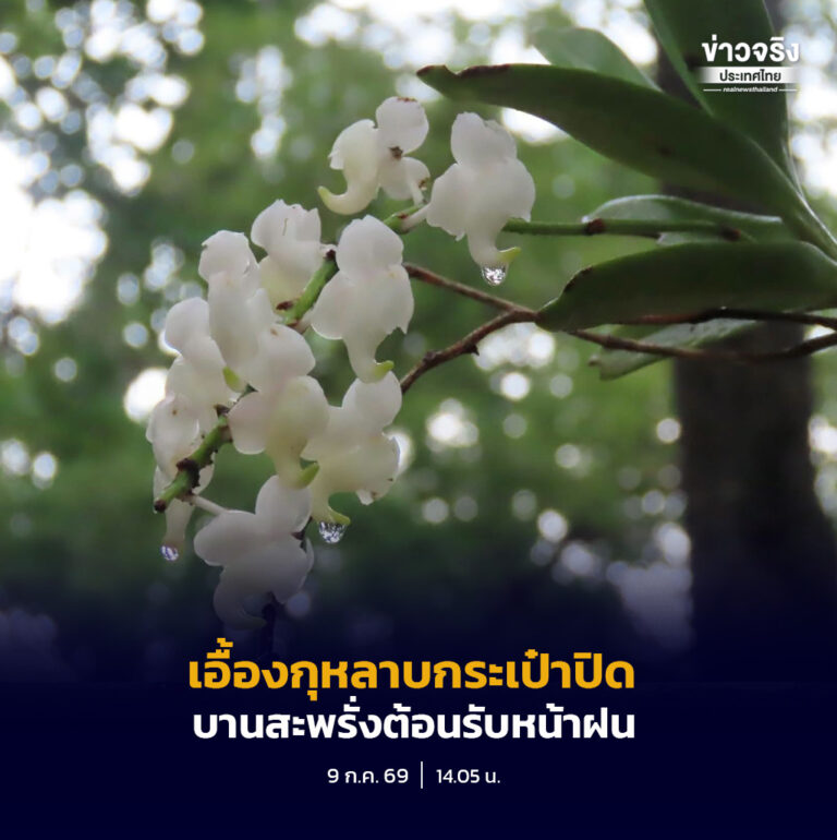 อุทยานแห่งชาติภูพาน ชวนสัมผัสความงาม “เอื้องกุหลาบกระเป๋าปิด” กล้วยไม้ป่าหายาก ที่กำลังบานสะพรั่งรับฤดูฝน ท่ามกลางผืนป่าดิบเขาอันอุดมสมบูรณ์
