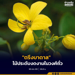 “ตรึงบาดาล” ไม้ประดับดอกเหลืองงดงามในวงศ์ถั่ว