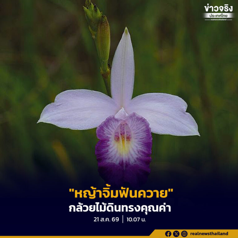 “หญ้าจิ้มฟันควาย” หรือ “เอื้องใบไผ่” กล้วยไม้ดินทรงคุณค่าในสารานุกรมพืชไทย