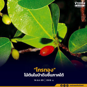 ‘ไกรทอง’ ไม้ต้นในป่าดิบชื้นภาคใต้ของไทย อยู่ในสกุลเดียวกับพืชให้สารโคเคน