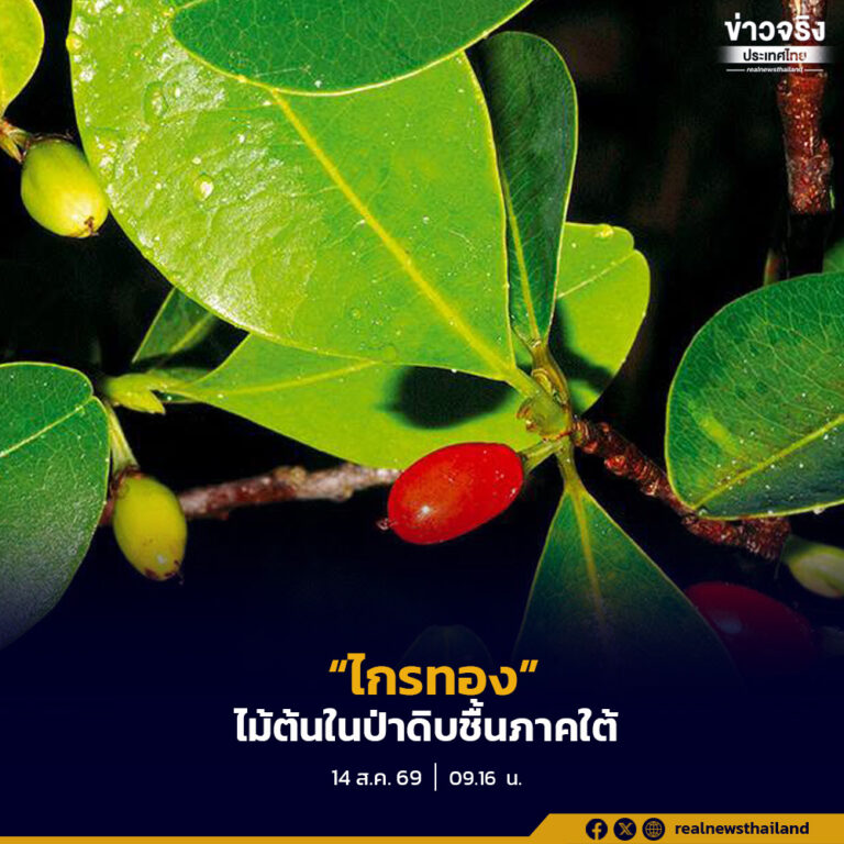 ‘ไกรทอง’ ไม้ต้นในป่าดิบชื้นภาคใต้ของไทย อยู่ในสกุลเดียวกับพืชให้สารโคเคน