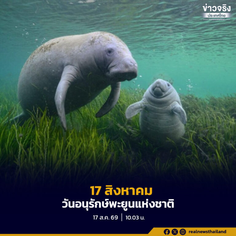 17 สิงหาคม “วันอนุรักษ์พะยูนแห่งชาติ” ประชาชนตระหนักถึงบทบาทสำคัญของพะยูนในระบบนิเวศชายฝั่งทะเล ร่วมกันปกป้อง
