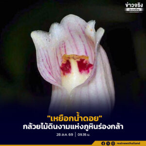 “เหยือกน้ำดอย” กล้วยไม้ดินงามแห่งภูหินร่องกล้า มีความโดดเด่นทั้งด้านรูปลักษณ์และคุณค่าทางระบบ