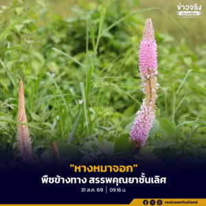 “หางหมาจอก” พืชข้างทางชื่อแปลก กับสรรพคุณยาชั้นเลิศที่คุณอาจมองข้าม