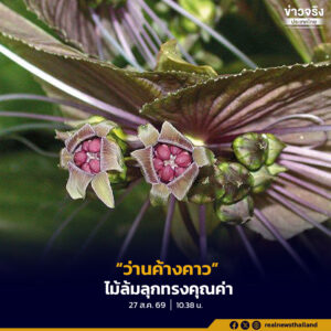 “ว่านค้างคาว” ไม้ล้มลุกทรงคุณค่า มรดกแห่งความหลากหลายทางชีวภาพในป่าดิบไทย