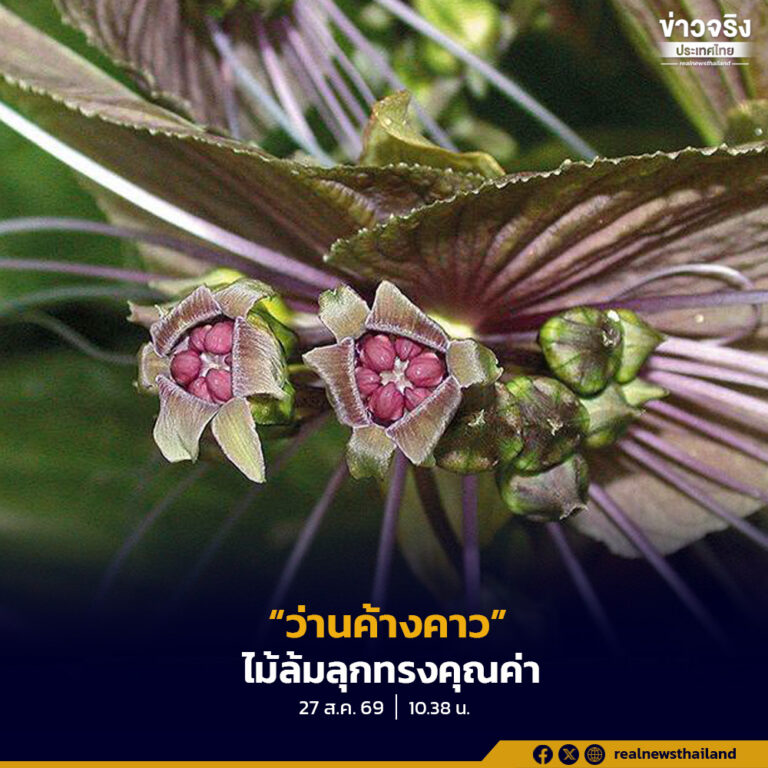 “ว่านค้างคาว” ไม้ล้มลุกทรงคุณค่า มรดกแห่งความหลากหลายทางชีวภาพในป่าดิบไทย