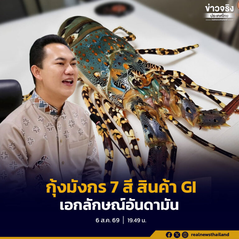 จังหวัดภูเก็ต เดินหน้ายกระดับ “กุ้งมังกร 7 สีภูเก็ต” สินค้า GI อัตลักษณ์แห่งอันดามัน จัดวางระบบควบคุมคุณภาพ สร้างมาตรฐานจากแหล่งกำเนิดสู่ผู้บริโภค