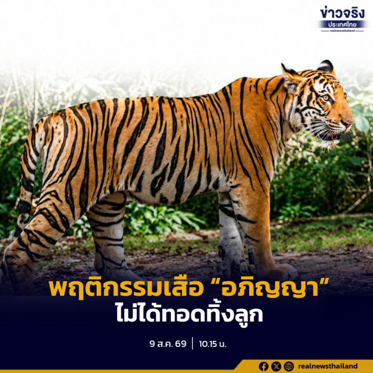 ทีมวิจัยเสือโคร่ง กรมอุทยานฯ ชี้แจงเสือโคร่ง “อภิญญา” และลูกเสือโคร่งครอกที่ 2 ยังคงอาศัยหากินและอยู่ร่วมกัน ไม่ได้มีการทิ้งลูกก่อนวัยอันควร