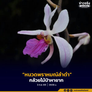 “หนวดพราหมณ์ลำดำ”กล้วยไม้ป่าหายาก ชูช่อดอกสีม่วงแดงสะกดใจ ผืนป่าธรรมชาติทางภาคเหนือ