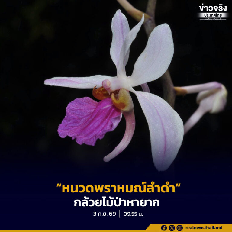 “หนวดพราหมณ์ลำดำ”กล้วยไม้ป่าหายาก ชูช่อดอกสีม่วงแดงสะกดใจ ผืนป่าธรรมชาติทางภาคเหนือ