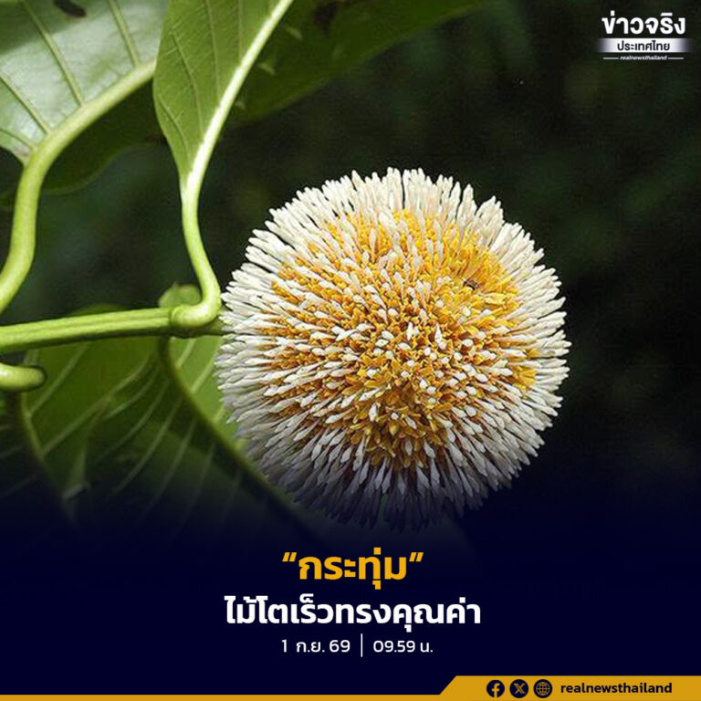 “กระทุ่ม” ไม้โตเร็วทรงคุณค่า พรรณไม้สำคัญจากผืนป่าสู่เศรษฐกิจยั่งยืน