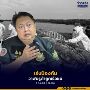 “สุชาติ” สั่ง ทช. เร่งวางมาตรการป้องกันวาฬบรูด้าถูกเรือชน จัดเจ้าหน้าที่เฝ้าระวังพื้นที่และเส้นทางเดินเรือ ลดความเสี่ยงการสูญเสียสัตว์ทะเลหายาก