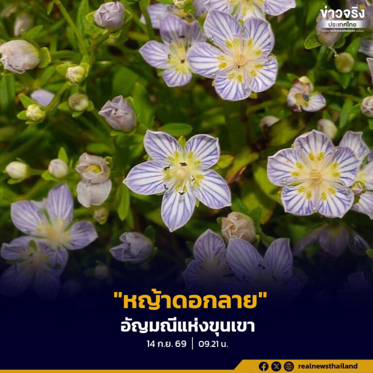 “หญ้าดอกลาย” อัญมณีแห่งขุนเขา ความอุดมสมบูรณ์ ความหลากหลายทางชีวภาพของป่าดิบเขาภาคเหนือของไทย