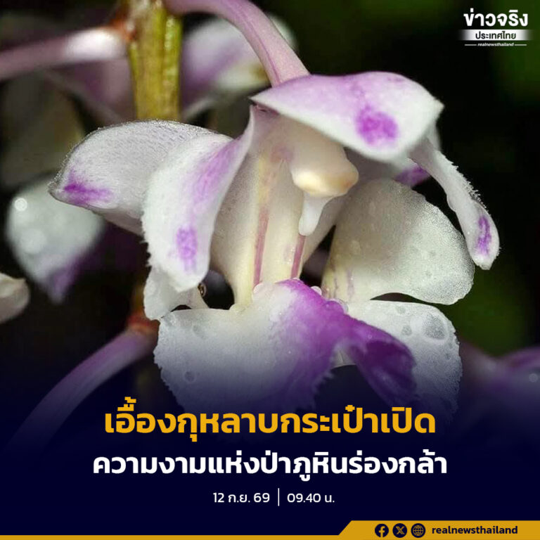 ยลโฉม “เอื้องกุหลาบกระเป๋าเปิด” ความงามแห่งป่าภูหินร่องกล้า พิษณุโลก
