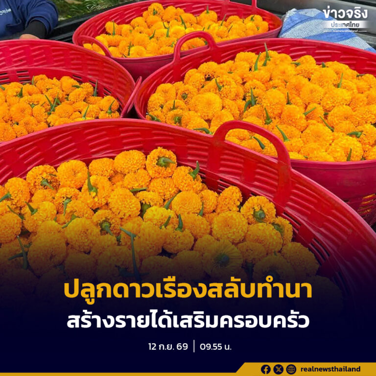 ปลูกดาวเรืองสลับทำนา  มีตลาดรองรับ สร้างรายได้หลายทางเสริมครอบครัว
