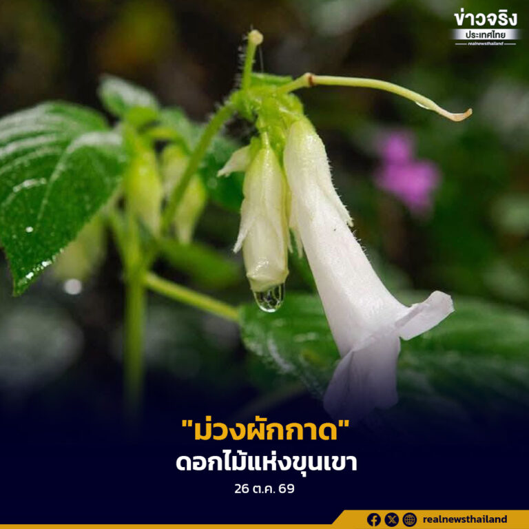 “ม่วงผักกาด” ดอกไม้แห่งขุนเขา ราวกับศิลปินแห่งธรรมชาติ ได้แต่งแต้มสีสันไว้อย่างประณีต