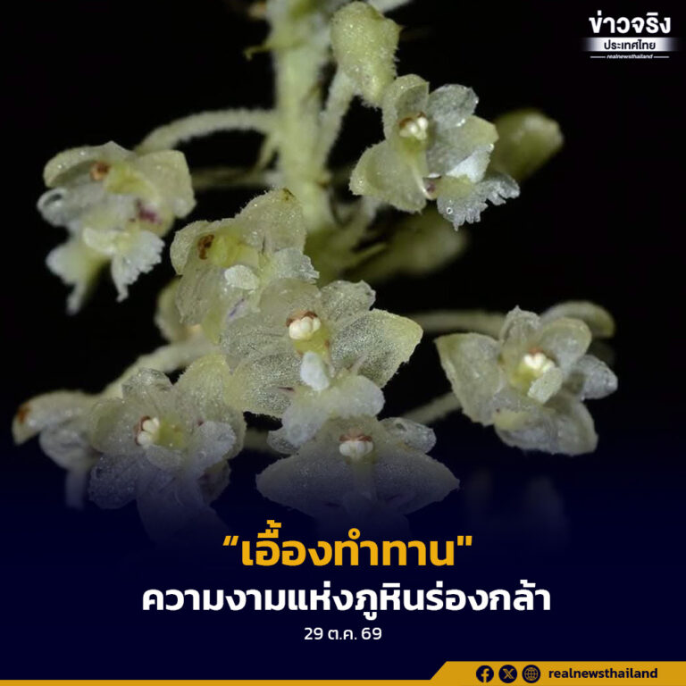 “เอื้องทำทาน” ความงามแห่งป่าดิบเขาภูหินร่องกล้า เติบโตได้ดีในที่มีความชื้นสูง