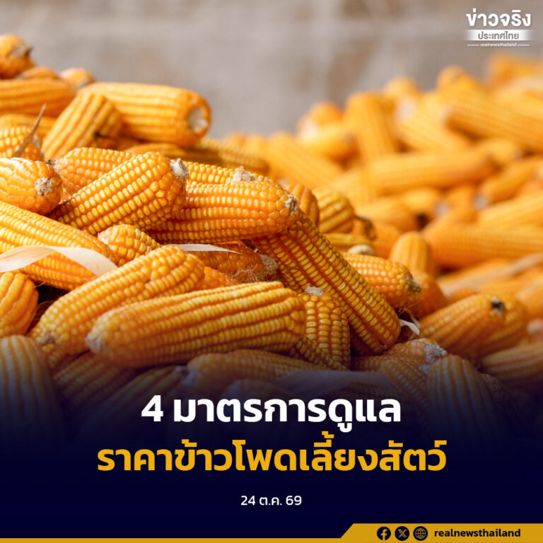 ราคาข้าวโพดเลี้ยงสัตว์ปรับตัวสูงขึ้น จากความร่วมมือของเกษตรกร ภาครัฐ และเอกชน เตรียม 4 มาตรการดูแลผลผลิตปี 2569/70