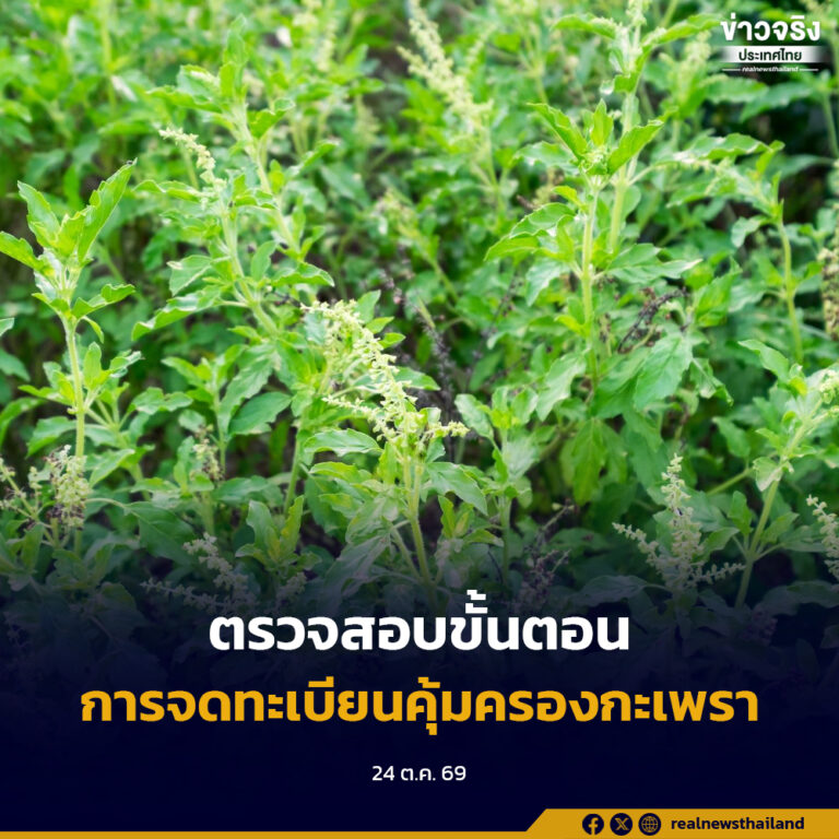 ตรวจสอบขั้นตอนการจดทะเบียนคุ้มครองกะเพราพันธุ์ใหม่ 4 สายพันธุ์ของเอกชน ย้ำต้องถูกต้องตามกฎหมายและไม่กระทบสิทธิเกษตรกร
